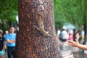 grigio scoiattolo arrampicata giù un' albero per raggiungere il mano di un' turista foto