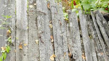 danneggiato di legno recinzione. vecchio bianca legna tavole. foto