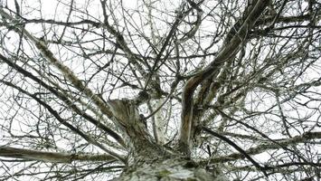 guardare su. cielo attraverso il albero rami. Visualizza attraverso il albero. foto