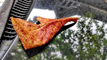 Marrone asciutto le foglie su un' nero auto foto