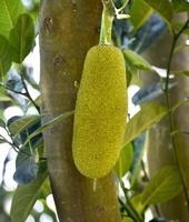 in mezzo lussureggiante fogliame, un' verde jackfruit si blocca a partire dal un' albero, promettente un' delizioso pasto foto