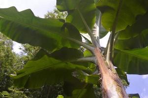 Visualizza di Banana alberi nel il giardino durante un' soleggiato giorno foto