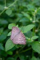 farfalla su un' selvaggio foglia. selvaggio la farfalla. foto