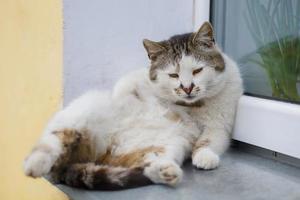 un vecchio strada gatto si siede su il davanzale. foto