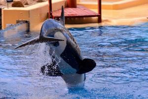 un orca nel il acqua foto