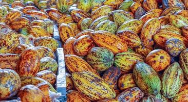 maturo cacao baccelli o giallo cacao frutta raccogliere cacao fagioli per Spedire per il cioccolato fabbrica foto
