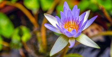 bellissimo sfondo di loto viola in acqua foto