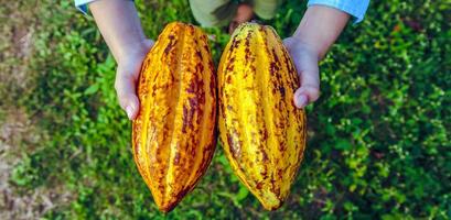 agricoltura giallo maturo cacao baccelli nel il mani di un' ragazzo contadino, raccolto nel un' cacao piantagione foto