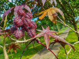 il frutta di il ricino pianta foto