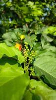 arachide burro frutta o fiore fagioli o cicer arietinum o hickpea su il alberi foto