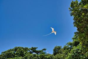 endemico dalla coda bianca tropico uccello di seychelles, volare, mahe Seychelles 1 foto