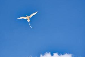 endemico dalla coda bianca tropico uccello di seychelles, volare, mahe Seychelles 2 foto