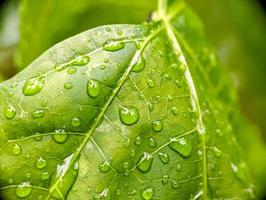 Guazza su verde le foglie un' rinfrescante mattina scena foto