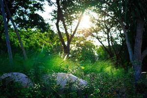 primavera bianca erba fiore natura nel il mattina con luce del sole foto