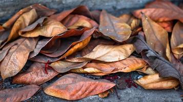 inverno caduto le foglie foto