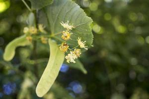 tilia, tiglio albero, tiglio o lime albero con non soffiato fiore. Tilia albero è andando per fioritura. un' ape raccoglie color lime miele foto