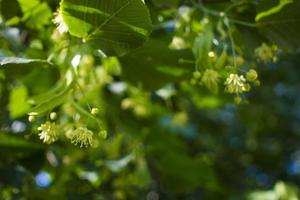 tilia, tiglio albero, tiglio o lime albero con non soffiato fiore. Tilia albero è andando per fioritura. un' ape raccoglie color lime miele foto