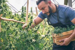 gli agricoltori che raccolgono cannabis nella sua pubblicità, la cannabis sativa viene coltivata industrialmente per la produzione di cannabis per prodotti derivati come l'olio di cbd. foto