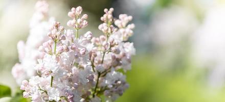 dolce rosa-bianco lilla rami cime su sfocatura fogliame sfondo. selettivo messa a fuoco. striscione. copia spazio. foto