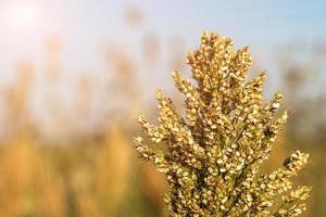 primo piano miglio o sorgo nel campo dei mangimi per il bestiame foto