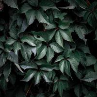 verde pianta le foglie nel il natura nel primavera, verde sfondo foto