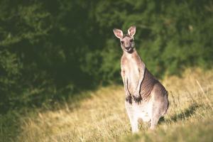 un' canguro sta solo e ricerche per suo compagno nel il giungla foto