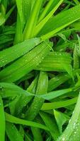 verde impianti nel estate. fiori nel il giardino. sfondo sfondo. foto