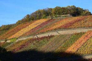 colorato ah valle vigneti nel autunno foto