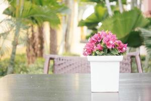 fiore di bouganville in vaso foto