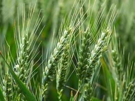 spighe di grano in un campo di grano estivo foto