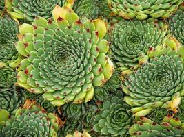 belle piante grasse sempervivum verdi e rosse viste dall'alto foto