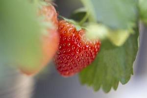 fragole del primo piano nel giardino foto