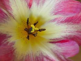 primavera tempo nel il giardino foto