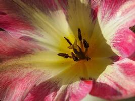 primavera tempo nel il giardino foto