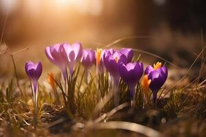 primavera croco e fiori selvatici viola fiori nel luce del sole. ai generato foto