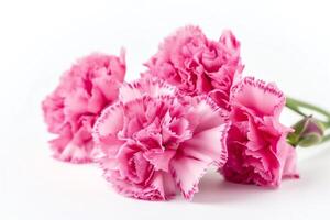 rosa garofano fiori su bianca sfondo. ai generato foto