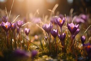 primavera croco e fiori selvatici viola fiori nel luce del sole. ai generato foto