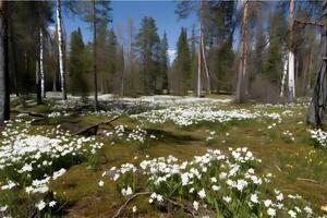 primavera paesaggio nel il foresta con bianca fiori. neurale Rete ai generato foto