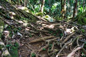 mattino blanc natura sentiero, radici entro il escursioni a piedi pista sentiero mahe Seychelles foto