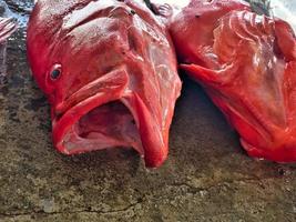 avvicinamento di cernia pesce a il mercato nel cittadina, vittoria, mahe Seychelles foto