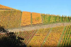 colorato ah valle vigneti nel autunno foto