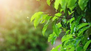 foglie degli alberi bagnate dopo essere state esposte alla pioggia al mattino foto