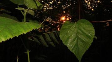 verde le foglie contro un' sfondo di tramonto leggero foto