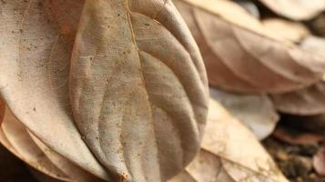 secco marcio jackfruit le foglie spargimento di il terra foto