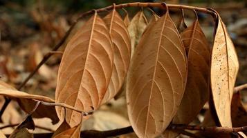 secco marcio jackfruit le foglie spargimento di il terra foto