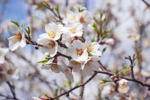 vicino su fioritura bianca fiori su albero concetto foto. fiorire Festival nel primavera. fotografia con sfocato sfondo. foto