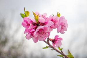 vicino su rosa mini cuffie fiore su albero concetto foto. fotografia con sfocato sfondo. campagna a primavera stagione foto