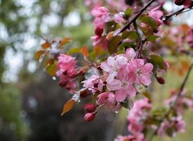vicino su Mela primavera fiore nel il pioggia concetto foto. foto