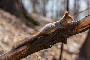 scoiattolo si siede su un' albero foto