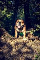 carino inglese bulldog ritratto foto